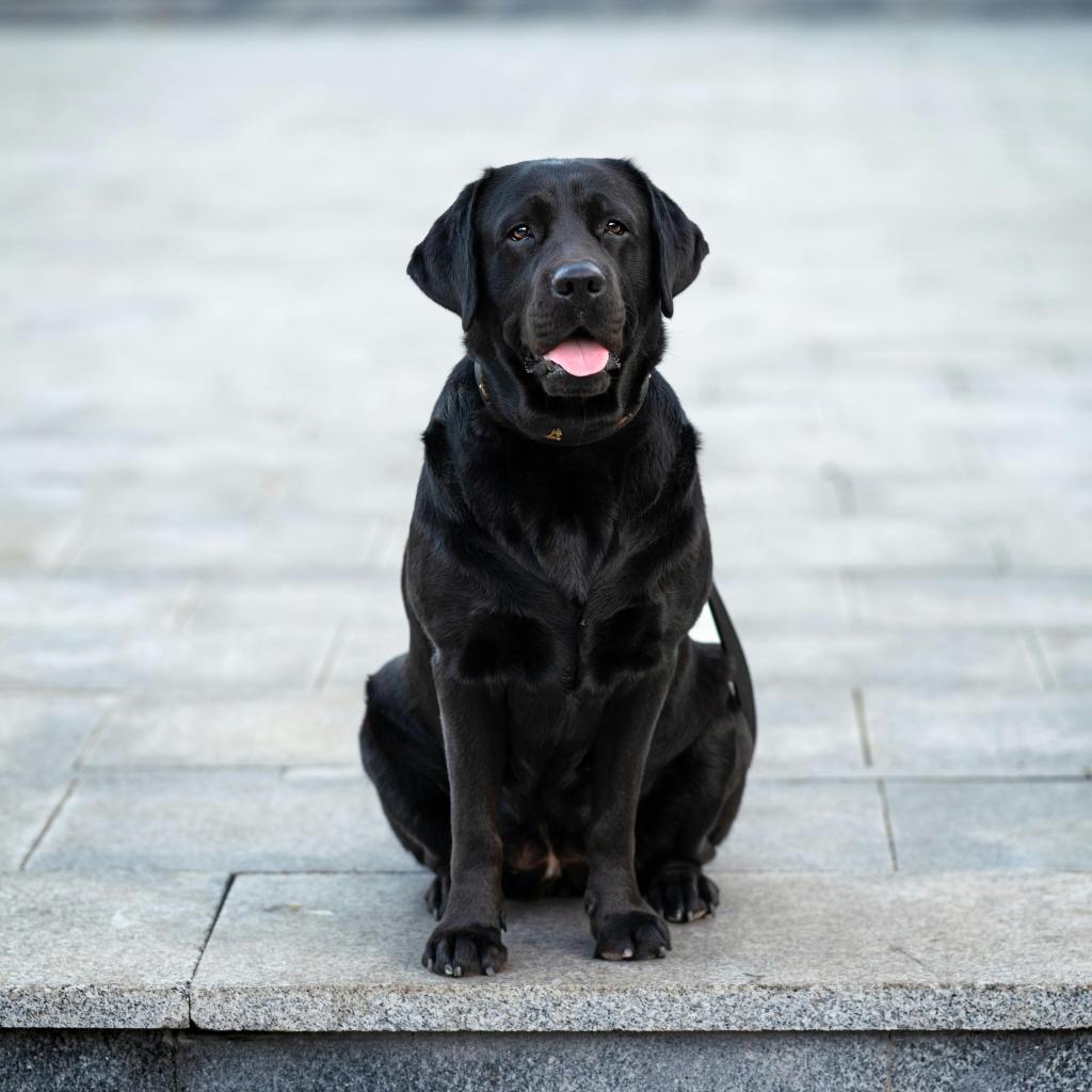 A Black Labrador Retriever sitting on stone pavement outdoors on a clear day.