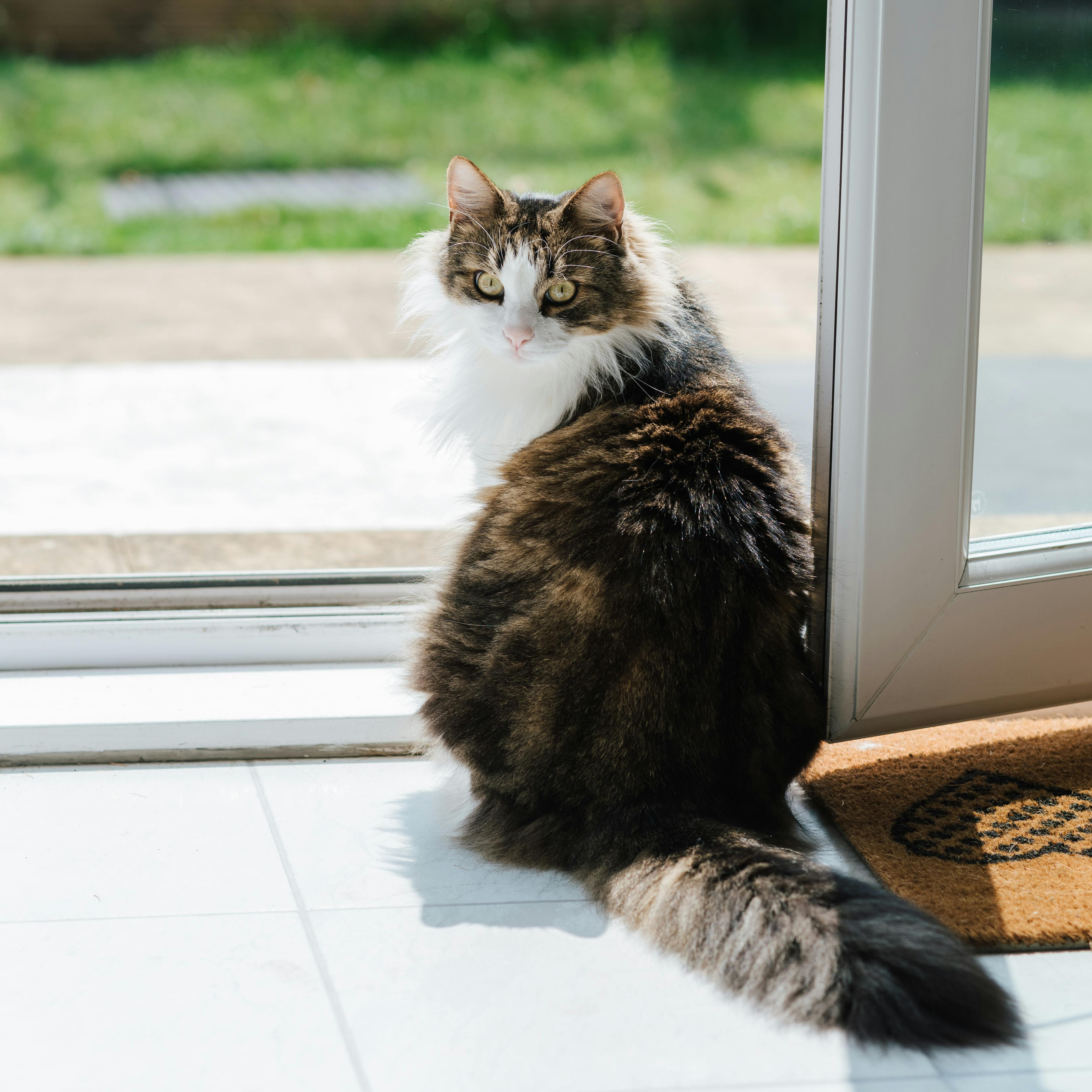 Adorable cat with attentive gaze looking at camera while sitting on tiled floor in house