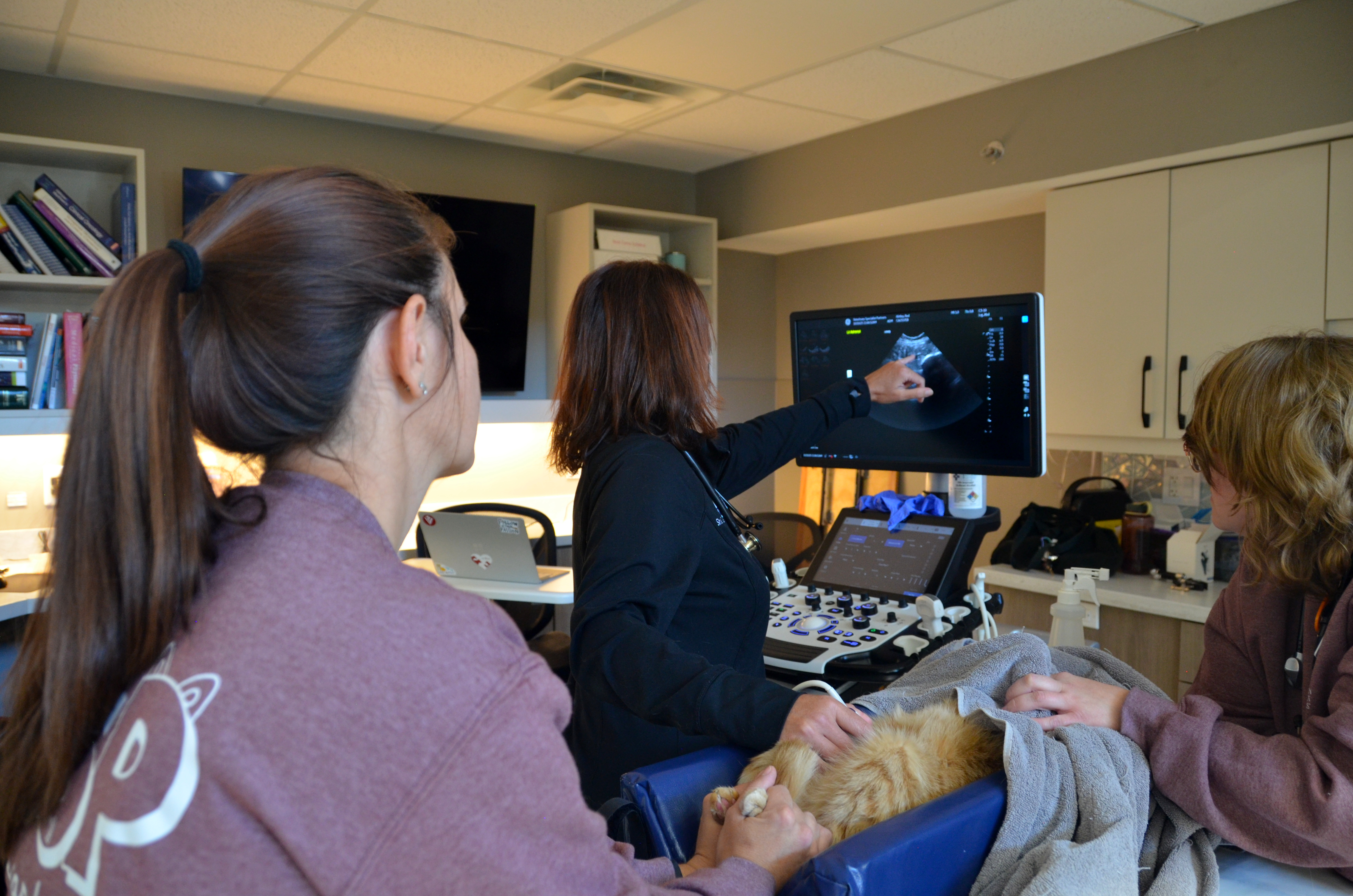 diagnostic imaging ultrasound on cat at VSP