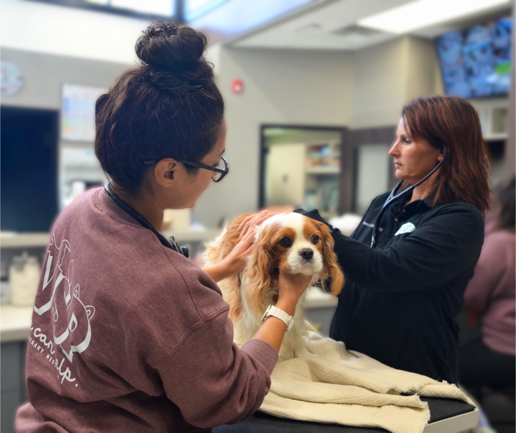 Two of VSP's veterinary urgent care specialists listen to a dog's heartbeat at the veterinary hospital.