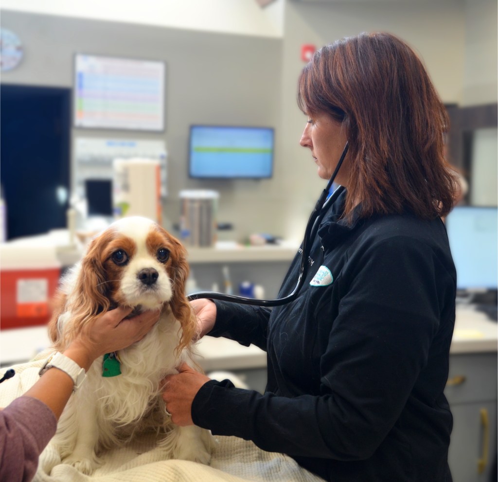VSP veterinary cardiology specialists listen to a dog's heartbeat.