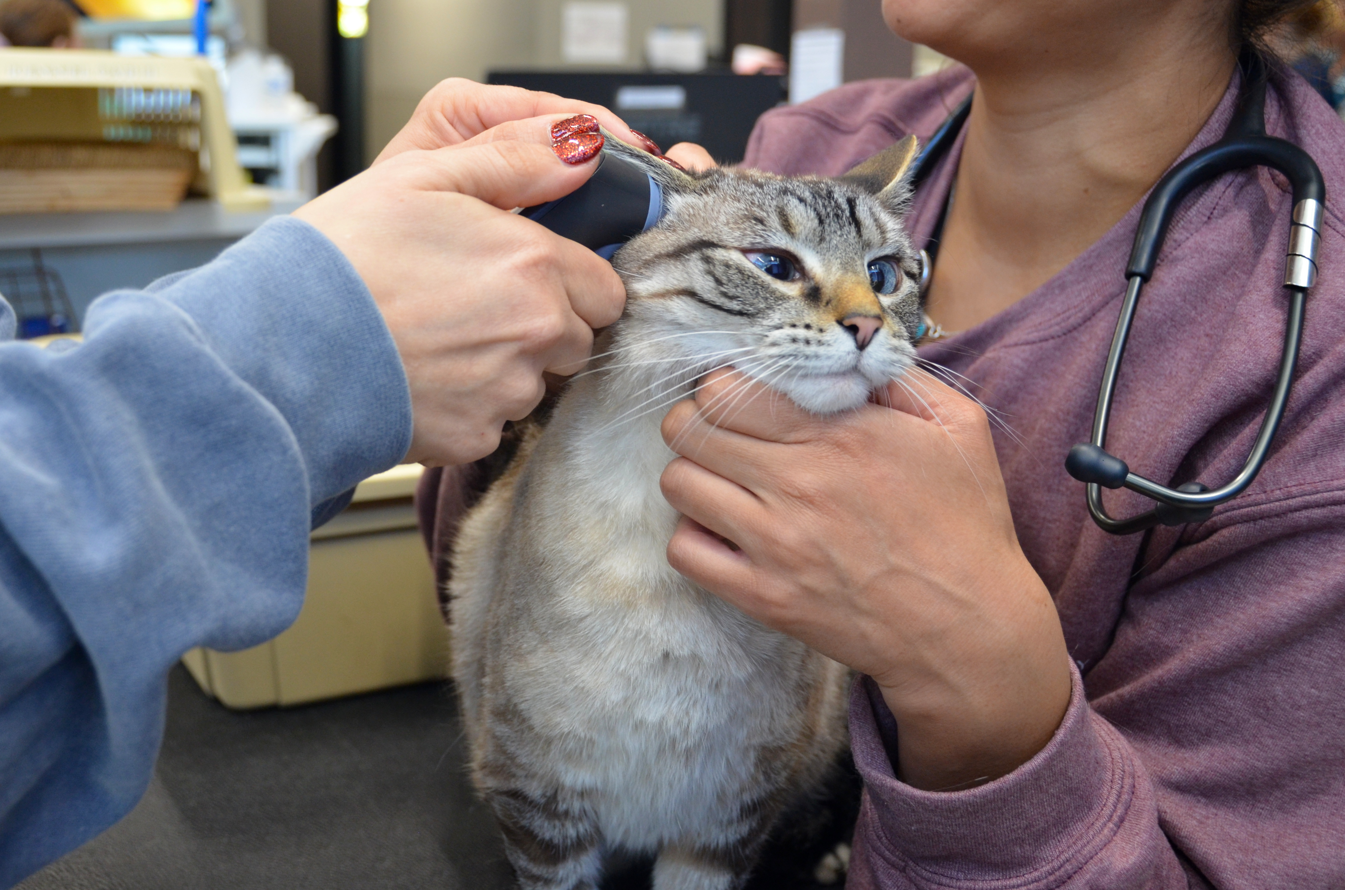 Two VSP veterinary urgent care specialists examine a cat's ears.