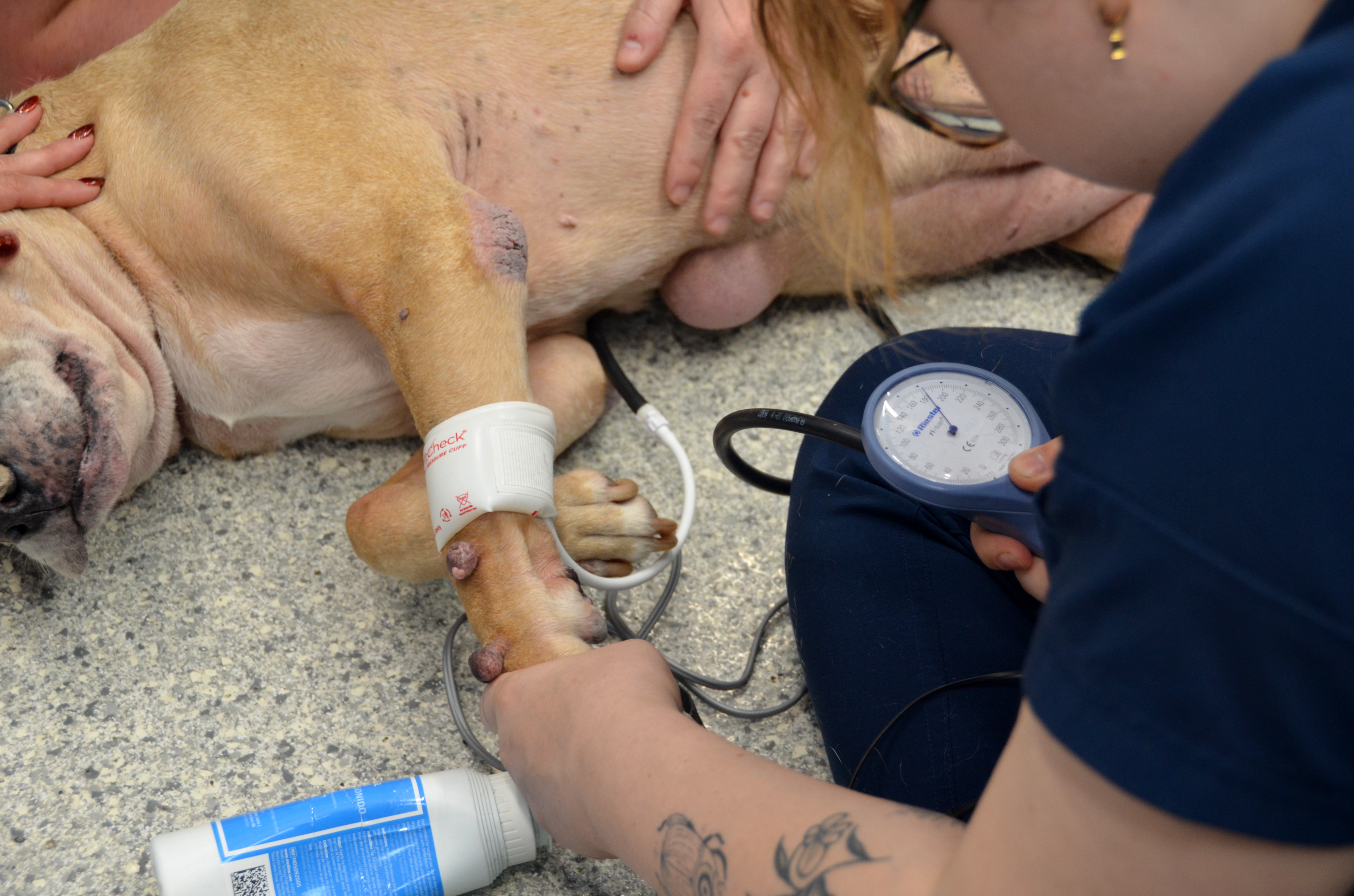 A large dog lays on the floor while a VSP veterinary urgent care specialist takes his blood pressure.