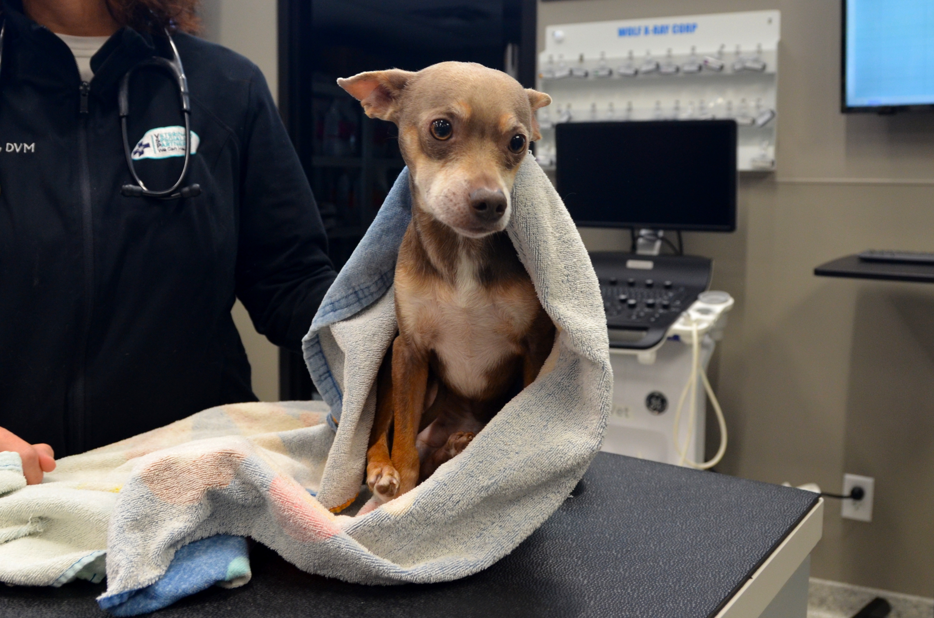 veterinary neurology dog