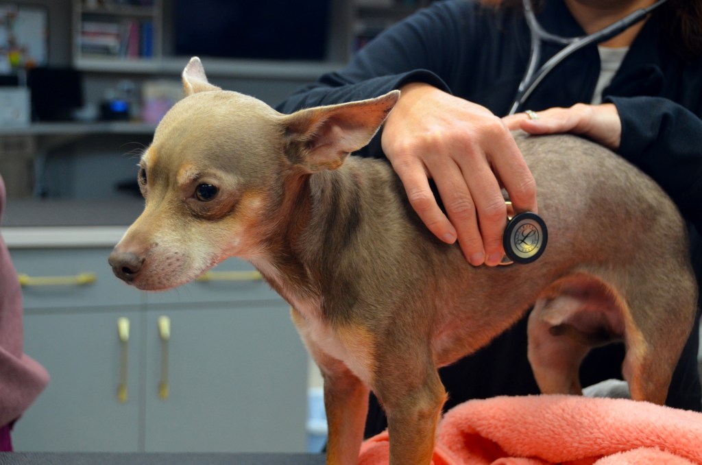 A dog's heartbeat is recorded by VSP's team of veterinary cardiologists.