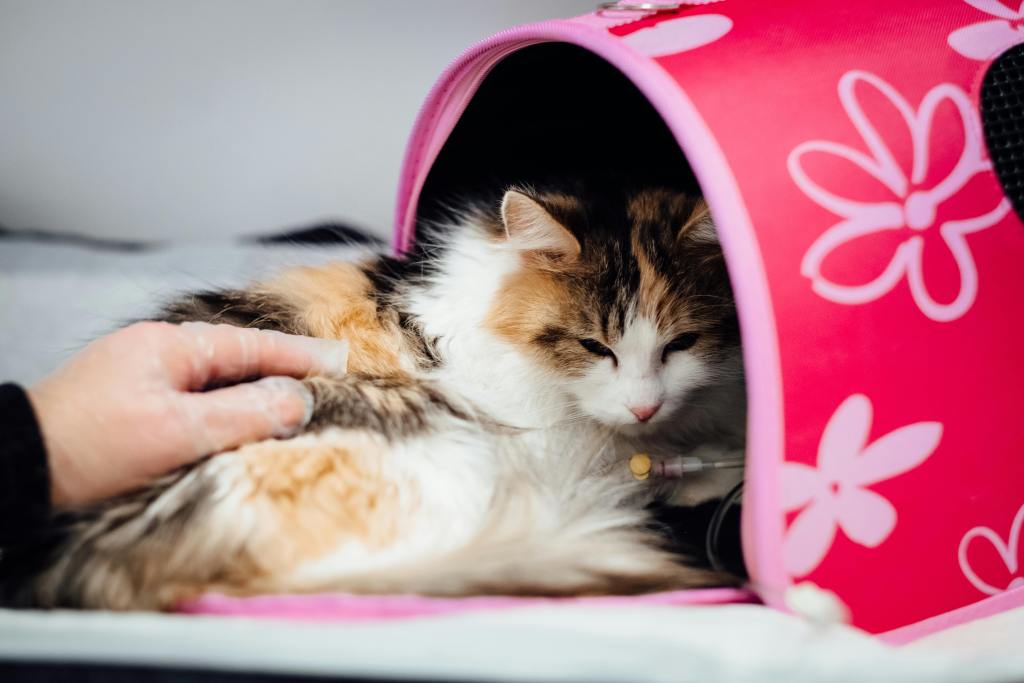 Fluffy cat in pink tent receiving veterinary care with I-131 radioactive iodine treatment.