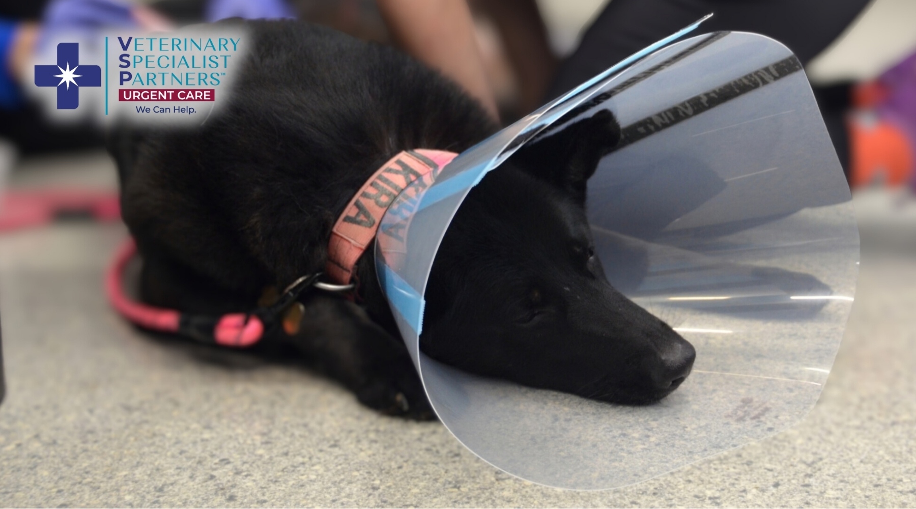 Why Some Pet Emergencies Require a Specialty Vet